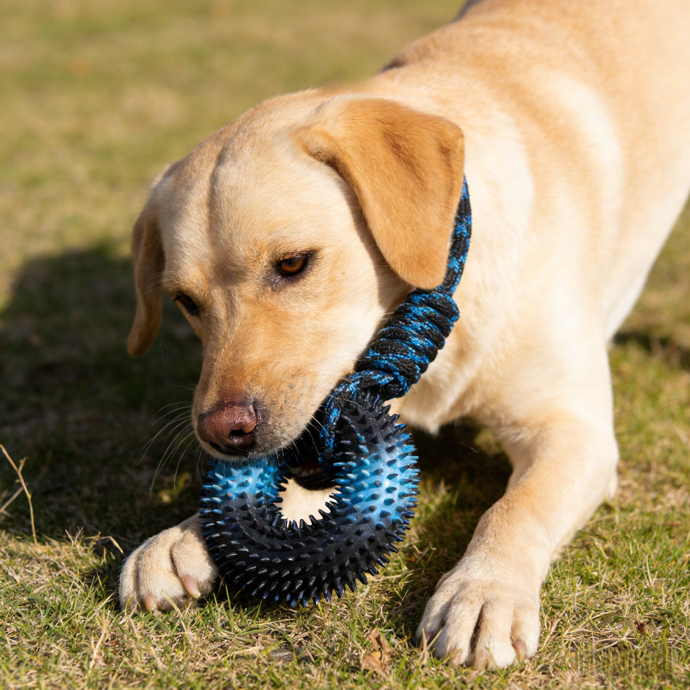 Spike Ball Game - Interactive Tug Chew Toy: Knot and